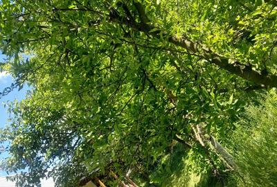 Vand casa in sat Hu?i ,com.Preute?ti,jud.Suceava - 7
