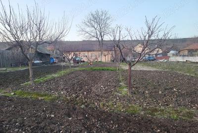 Casă cu 4 camere cu Teren 6000 Mp în Seaca - 10