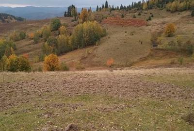 Teren de 60000 mp, în Vadu Moților - 3