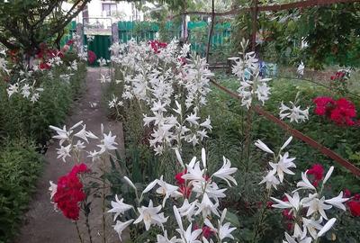 Jude?ul Buzau com Glodeanu Sili?tea sat COTORCA, casa batrineasca din caramida 3465m - 1