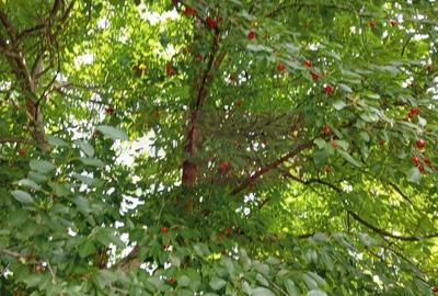 Casă cu 3 camere cu Teren 1427 Mp în Central