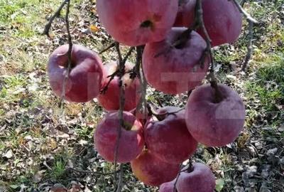 Casă cu Teren 1300 Mp în Central - 6