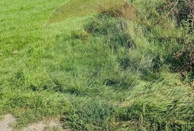 Teren 7,598mp Sighetu Marmatiei / Strada Lazul Sesului Teren 7,598mp Sighetu Marmatiei / Strada Lazul Sesului - 3