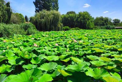 Vilă spațioasă de închiriat – Snagov, acces la lac și ponton - 1