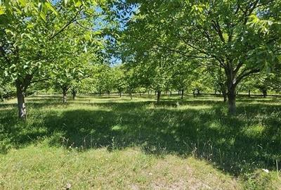 TEREN INTRAVILAN DEVANZARE 33161 MP DE VANZARE TARGU OCNA - 2