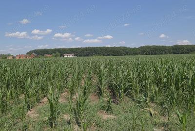 Corbeanca - Petresti, langa padure, teren recent lotizat in loturi de 1.000 mp. - 3