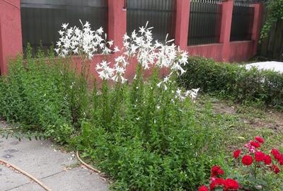 Casă cu 4 camere în Pitaru - 1