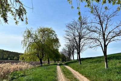 Teren Construcții extravilan de 2252 mp, în Cetariu - 1