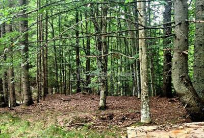 Teren 7 ha, Lac Vidraru, Podis Molivis - 4