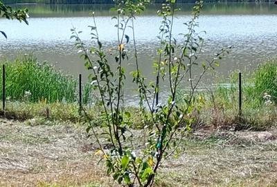 Casă cu 2 camere în Câmpenești - 5