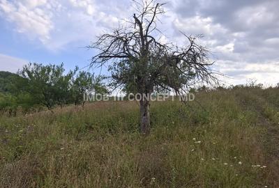 Teren spectaculos cu padure, livada si priveliste panoramica in Soimari PH - 17