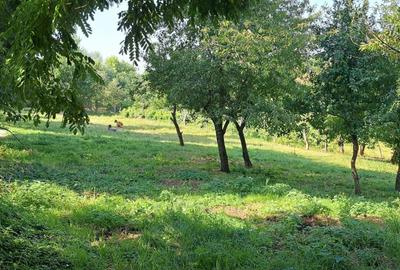 Spațiu comercial, în Dragomirești - 3