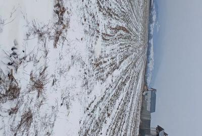 Teren de 5000 mp, în Cărpiniș - 3