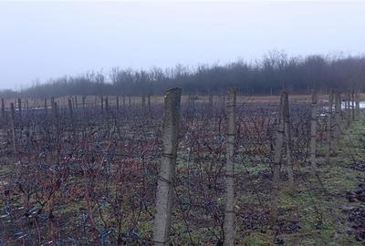 Terenuri de vanzare Iasi, Rediu - 1