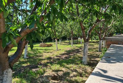 Teren in Sat Costi - 7