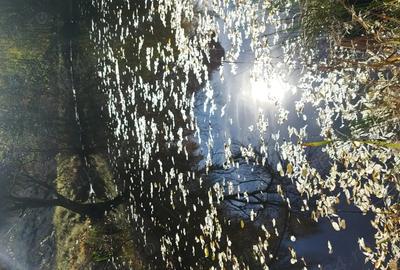 Casă cu Teren 140000 Mp în Preluca Nouă - 10