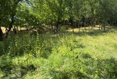 Teren de 4630 mp, în Rădmănești - 3