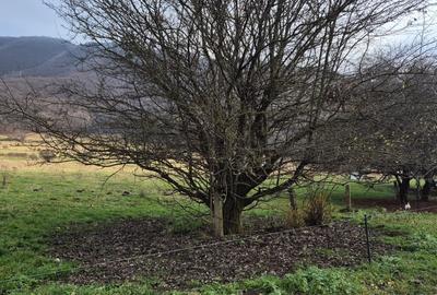 Teren intravilan de 5200 mp, în Cristian - 3