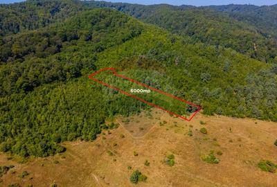 Teren 6,000mp Crizbav / Strada principala - 2