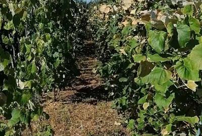 Teren de 3600 mp, în Sasca Mică - 3