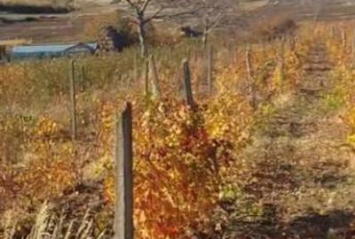 HUSI - Leosti 10 000 mp vie pe rod - Cabernet Sauvignon HUSI - Leosti 10 000 mp vie pe rod - Cabernet Sauvignon - 3