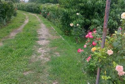 Casa tip cabana cu livada jud Alba - 3