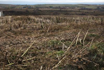 Teren intravilan, 5000 mp, Siret - 1