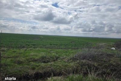 Teren de 5000 mp, în Filipeștii de Târg - 6