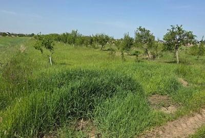 Teren de 10000 mp, în Bradu - 5