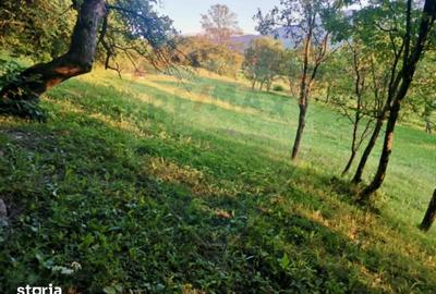 Teren de 6900 mp, în Ocna Șugatag - 5
