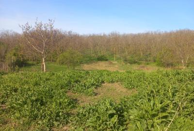 Casă cu 3 camere în Rusca - 5