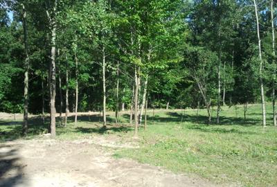 Teren livadă cu panoramă superbă Dealul Malului pentru casă sau cabană - 34