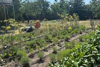 Vand casa in sag cu  gradina mare 275000 euro - 13