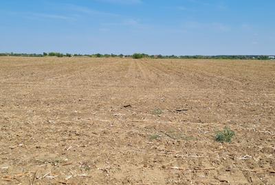 Teren pentru proiect de case in Buftea, cu deschidere la lacul Buciumeni - 11