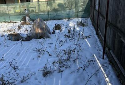 Teren de 500 mp, în Afumați - 2