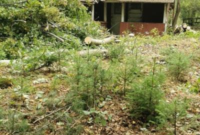 Firiza, 4,5 ari teren - 1