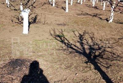 Livada+gradina, teren intravilan 2902mp, Damienesti-Bacau... - 14