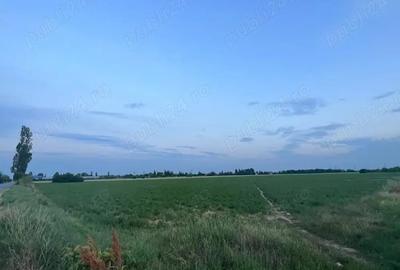 Teren de 7500 mp, în Albești-Paleologu - 2