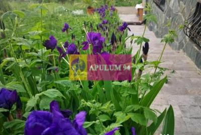 Casă cu 3 camere cu Teren 727 Mp în Poiana - 1