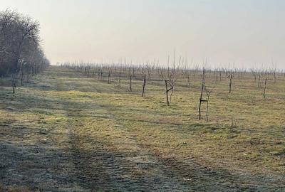 Teren de 749000 mp, în Bucești - 2