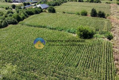 Teren intravilan 3866 mp Dumbrava Rosie - 1