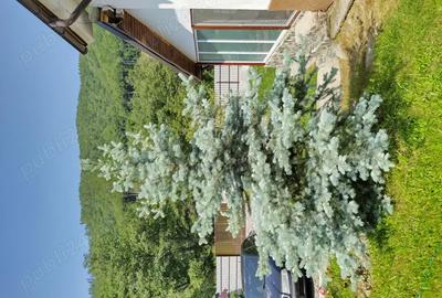 Casa de vacanta - 14