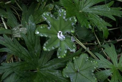 Teren vanzare Sandominic (Balan), Harghita - 3