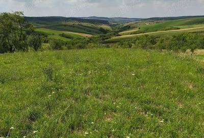 Teren în Tășad - 5