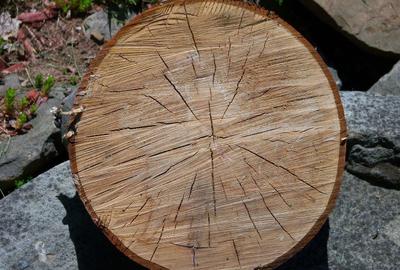 Oportunitate Excepțională de Investiții - 73 ha de Pădure în Prahova - 3