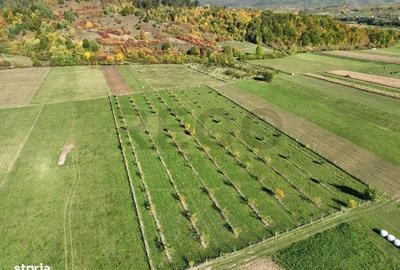 Teren de 13965 mp, în Aușeu - 6