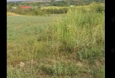 Teren de 3750 mp, în Husasău de Tinca - 5