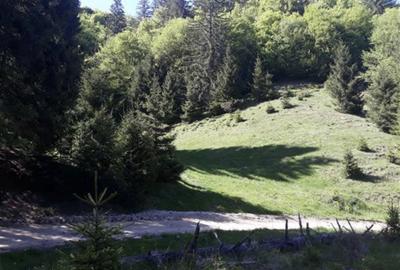 Teren de 4000 mp, în Poiana Brașov - 8