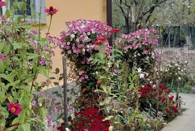 Casă cu 3 camere în Drăgășani - 5