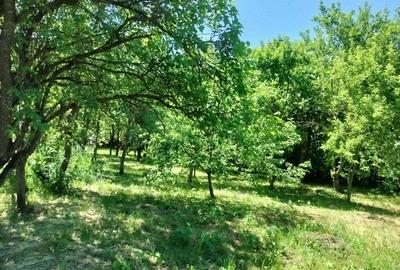 Casă cu 4 camere cu Teren 2418 Mp în Dumbrava - 6